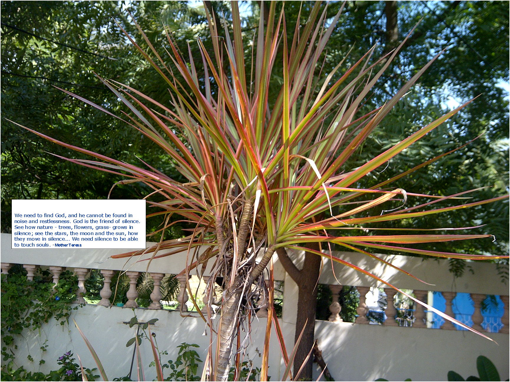 tree